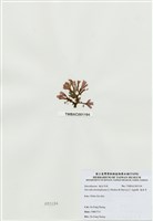 藏品(海木耳)的圖片